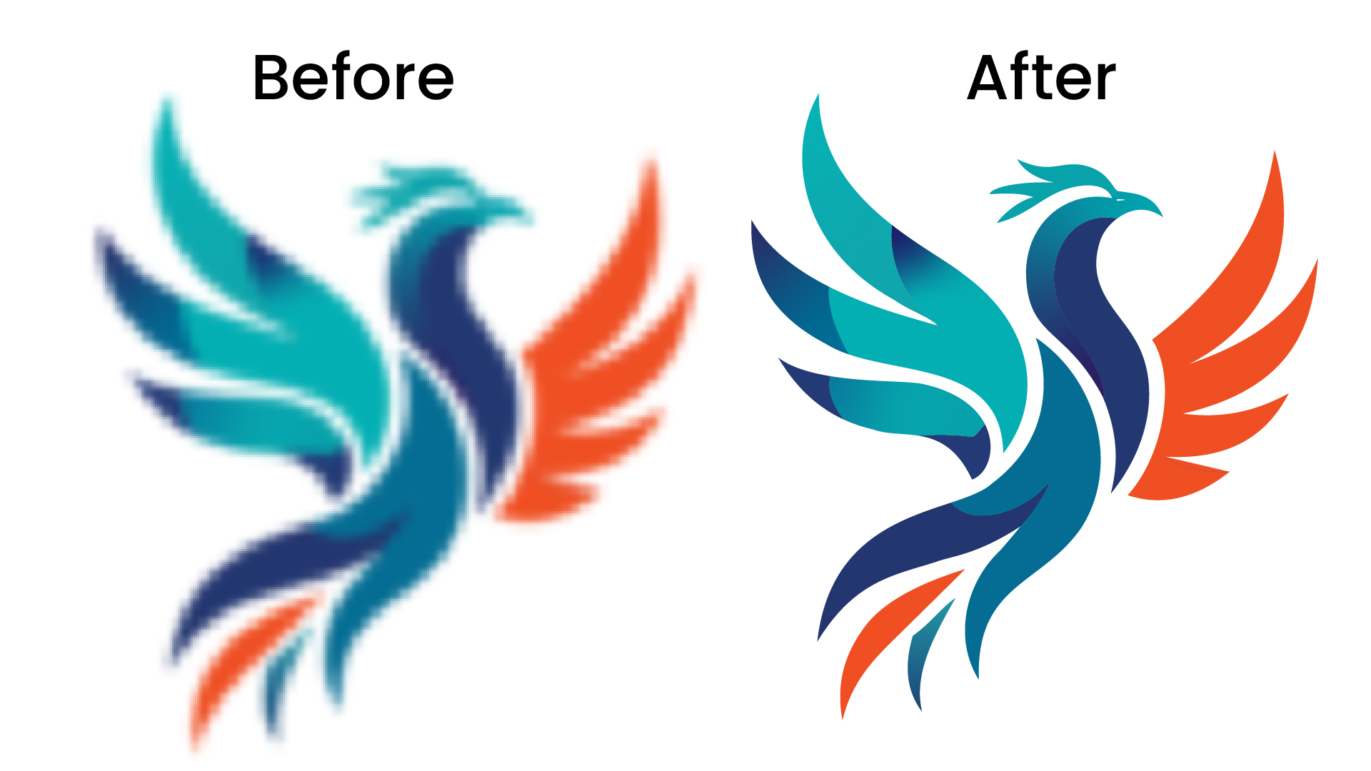 Phoenix bird logo vector tracing before and after